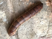 Levant Hawkmoth caterpillar Theretra alecto Greece photo Adele NIkolopoulou