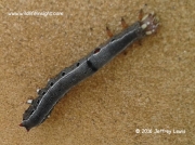 Likely Achaena lienardi larva Erebidae species Tanzania © Jeffrey Lewis (2)