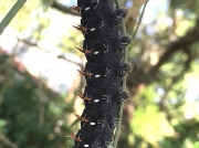 Likely Giant Silkmoth caterpillar Nudaurelia wahlbergii © Ken Mutinda