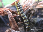 Lily borer, britis crini, caterpillar South Africa Annick Drewnicki