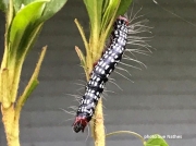 Major Datana or  Azalea caterpillar (Datanor major) on azalea,  Louisiana  US photo Sue Mathes