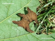 Monkey Slug caterpillar Phobetron pithecium Pennsylvania US photo Katie Boyle