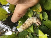 Pachylia ficus (Fig Sphinx) probable cryptic morph form of caterpillar photo Florida Karen Gaw