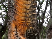 Pachymeta robusta, Msasa worm, Lasiocampidae, Zambia photo Mark Harvey