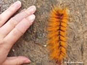 Pachymeta robusta caterpillar, Msasa worm, Malawi © 2015 Carter M Chaisson (2)