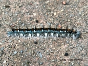 Pacific Tent caterpillar (Malacosoma constricta) California US photo Aimee Hoffman