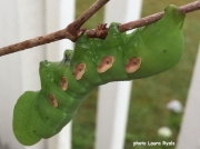 Pandorus Sphinx caterpillar green form (Eumorpha panorus) South Carolina, US photo Laura Ryals