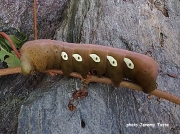 Pandorus Sphinx caterpillar (Eumorpha panorus) South East Rhodes US photo Jeremy Toste