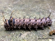 Pine Devil caterpillar (Citheronia sepulcralis) South Carolina US photo Brandon Crawford