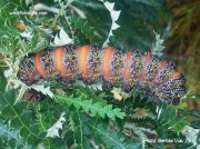 Pine Emperor moth caterpillar Imbrasia cytherea South Africa photo Bertus Van Zyl