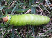 Polyphemus Moth caterpillar (Antheraea polyphemus) New Jersey US photo Bil Morgan