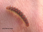 Retarded Dagger caterpillar (Acronicta retardata ) Nove Scotia, Cananda  photo April-Lee Tonery