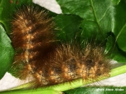 Salt Marsh caterpillar (Estigmene acrea) Georgia US photo Alecx Aliabo