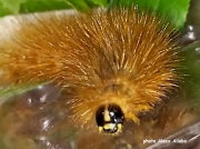 Salt Marsh caterpillar (Estigmene acrea) Georgia US photo Alecx Aliabo