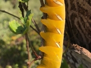 Satellite Sphinx caterpillar (Eumorpha satellitia) Texas US photo Meg Hanna