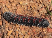 Saturniid caterpillar Zambia photo Mark Harvey