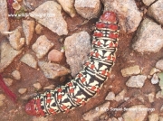 Saturniid caterpillar species Uganda © 2015 Samuel Besweri Sentongo