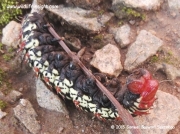 Saturniidae Emperor moth caterpillar species Uganda © 2015 Samuel Besweri Sentongo 2