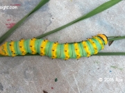 Saturniidae caterpillar species Mazabuka, Zambia photo Ros Bignell