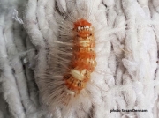 Scarce Merveille du Jour caterpillar  (Moma apium) France photo Susan Denham