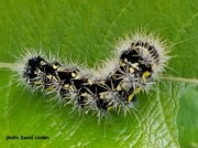 Smartweed or Smeared Dagger Moth caterpillar (Acronicta oblinita) Kentucky US photo David Linden