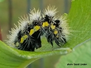 Smartweed or Smeared Dagger Moth caterpillar (Acronicta oblinita) Kentucky US photo David Linden