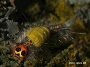 South African Tussock moth caterpillar Pretoria East photo Lance Nel