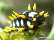 South African caterpillar West Coast National Park photo Richard Jones