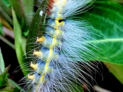 South African caterpillar Westfield Durban photo Suncana Bradley