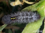 South African caterpillar on wild fig Cape Town photo R Gosnell