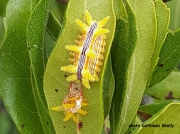 Stinging Rose caterpillar (Parasa indetermina) Cape May US photo Kathleen Shelly