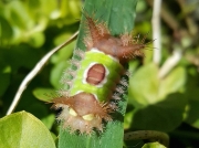 Stinging Saddleback caterpillar Acharia stimulea,North Carolina, © 2015 Shawn Williams (2)