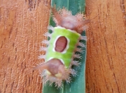 Stinging Saddleback slug caterpillar Acharia stimulea,North Carolina, © 2015 Shawn Williams