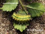 Stinging slug caterpillar unconfirmed Latoia latistriga, Broad-banded Latoia, South Africa - © Linda Honneggar