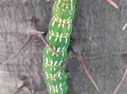 Sundowner moth caterpillar Sphingomorpha chlorea - lowveld area of South Africa recorder M Sussens