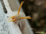 Sycamore Tussock moth caterpillar Halysidota harrisii Indiana US photo Kayla Carter