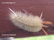 Sycamore Tussock moth caterpillar New Jersey © David Neuburger