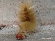Sycamore Tussock moth caterpillar Halysidota harrisii Wichita Kansas US photo Tavis Riel