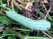 Tersa Sphinx green caterpillar form (Xylophanes tersa) Georgia US photo Sylvette Walsh