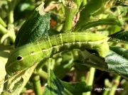 Tersa Sphinx caterpillar (Xylophanes tersa) green form Texas US photo Peggy Ricketts