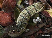 Tersa Sphinx prepupating caterpillar (Xylophanes tersa) Florida US photo Kim Riley