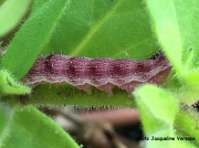 Tobacco Budworm on petunias (Heliothis virescens) NY US sighting Jacqueline Versace