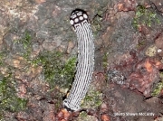Turbulent phosphila caterpillar (Phosphila turbulenta) Pennsylvania US photo Shawn McCurdy