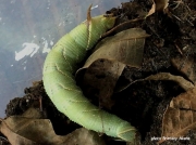 Walnut Sphinx caterpillar Amorpha jugandis Texas US photo Brittany Aikens