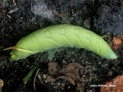 Walnut Sphinx caterpillar Amorpha jugandis Texas US photo Brittany Aikens