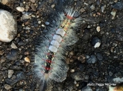 Western Tussock moth caterpillar Los Angeles, California US photo Peggy McGrew