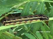 Yellow-striped Armyworm (Spodoptera ornithogalli) Florida - photo Helen D'Ambrosi