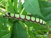 abbotts-sphinx-caterpillar (Sphecodina abbottii)  Minnesota, US photo Nancy Calkins