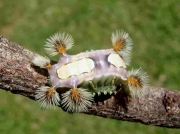 south-african-unknown-limacodid-caterpillar-species