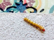 Spiny Oakworm caterpillar unconfirmed - © J L Blum